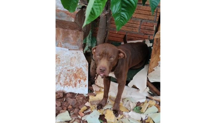 Três Barras do Paraná – Cachorro em situação de maus-tratos é resgatado 